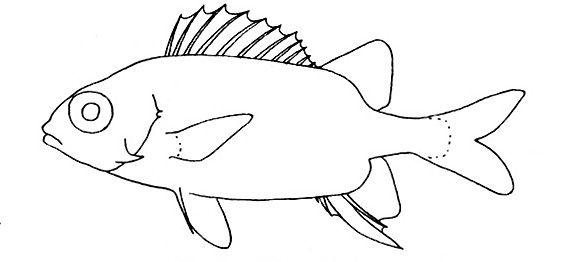 Representative of the family Holocentridae (Gosline & Brock, 1960, fig. 59)